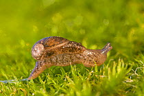 Guadalupe shelled slug (Binneya guadalupensis) on moss, Guadalupe Island Biosphere Reserve, off the coast of Baja California, Mexico, March