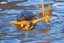 Guadalupe fur seal (Arctocephalus townsendi) pup playing with kelp stem in coastal waters, Guadalupe Island Biosphere Reserve, off the coast of Baja California, Mexico, March