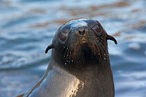 Guadalupe fur seal (Arctocephalos townsendi) head portrait of pup, Guadalupe Island Biosphere Reserve, off the coast of Baja California, Mexico, March