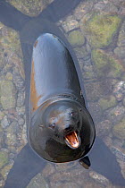 Guadalupe fur seal (Arctocephalus townsendi) pup yawning, in shallow water, Guadalupe Island Biosphere Reserve, off the coast of Baja California, Mexico, March