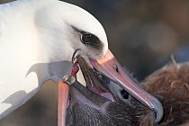 Laysan albatross (Phoebastria immutabilis) regurgitating food and  feeding chick, Guadalupe Island Biosphere Reserve, off the coast of Baja California, Mexico, April