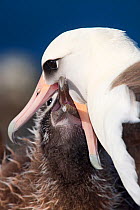 Laysan albatross (Phoebastria immutabilis) regurgitating food and feeding chick, Guadalupe Island Biosphere Reserve, off the coast of Baja California, Mexico, April