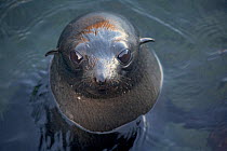 Guadalupe fur seal (Arctocephalus townsendi) pup portrait in shallow water, Guadalupe Island Biosphere Reserve, off the coast of Baja California, Mexico, March