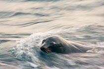 Guadalupe fur seal (Arctocephalus townsendi) pup swimming, Guadalupe Island Biosphere Reserve, off the coast of Baja California, Mexico, April