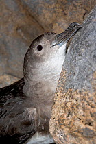 Black-vented Shearwater (Puffinus opisthomelas) head portrait lying against rock, Negro Islet, Guadalupe Island Biosphere Reserve, off the coast of Baja California, Mexico, March