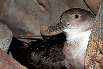 Black-vented Shearwater (Puffinus opisthomelas) head portrait lying against rock, Negro Islet, Guadalupe Island Biosphere Reserve, off the coast of Baja California, Mexico, March