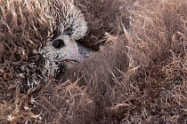 Laysan albatross (Phoebastria immutabilis) close-up of chick with head tucked under downy wing resting, Guadalupe Island Biosphere Reserve, off the coast of Baja California, Mexico, March