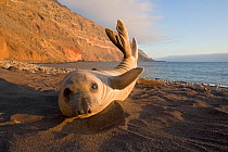 Northern elephant seal (Mirounga angustirostris)  pup / weaner stretching on beach, Guadalupe Island Biosphere Reserve, off the coast of Baja California, Mexico, April