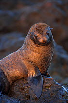 Guadalupe fur seal (Arctocephalus townsendi) pup sitting upright on rocks, Guadalupe Island Biosphere Reserve, off the coast of Baja California, Mexico, March