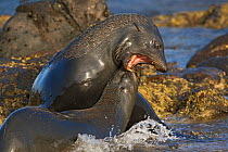 Pair of Guadalupe fur seals (Arctocephalus townsendi) male subjugating female in his territory, Guadalupe Island Biosphere Reserve, off the coast of Baja California, Mexico, March