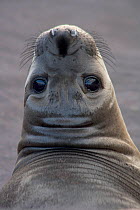 Northern elephant seal (Mirounga angustirostris) head portrait of weaner / juvenile, with head turned to face camera, Guadalupe Island Biosphere Reserve, off the coast of Baja California, Mexico, Apri...
