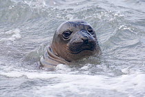 Northern elephant seal (Mirounga angustirostris) weaner / juvenile in coastal water,  Guadalupe Island Biosphere Reserve, off the coast of Baja California, Mexico, April