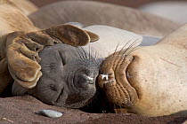 Groups of Northern elephant seal (Mirounga angustirostris) sleeping close together on beach, Guadalupe Island Biosphere Reserve, off the coast of Baja California, Mexico, April