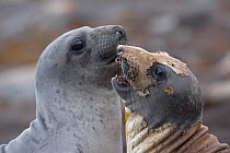 Pair of Northern elephant seals (Mirounga angustirostris) sparring, with one in process of annual moult, Guadalupe Island Biosphere Reserve, off the coast of Baja California, Mexico, April