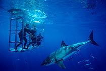 Great white shark (Carcharodon carcharias) passing divers cage, Guadalupe Island Biosphere Reserve, off the coast of Baja California, Mexico, Pacific ocean, September
