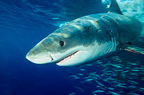 Great white shark (Carcharodon carcharias) head portrait, Guadalupe Island Biosphere Reserve, off the coast of Baja California, Mexico, Pacific ocean, September