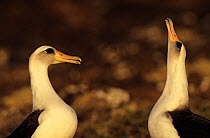 Laysan albatross (Phoebastria immutabilis) courtship display between mating pair, Guadalupe Island Biosphere Reserve, off the coast of Baja California, Mexico, January