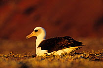 Laysan albatross (Phoebastria immutabilis) sitting in profile, Guadalupe Island Biosphere Reserve, off the coast of Baja California, Mexico, January