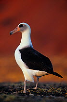 Laysan albatross (Phoebastria immutabilis) portrait standing, Guadalupe Island Biosphere Reserve, off the coast of Baja California, Mexico, January