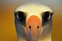 Laysan albatross (Phoebastria immutabilis) close-up of eyes, Guadalupe Island Biosphere Reserve, off the coast of Baja California, Mexico, January