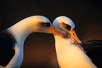 Pair of Laysan albatross (Phoebastria immutabilis) preening, Guadalupe Island Biosphere Reserve, off the coast of Baja California, Mexico, January