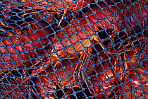 California spiny lobster (Panulirus interruptus) in fishing net, Guadalupe Island Biosphere Reserve, off the coast of Baja California, Mexico, January