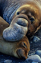 Pair of Northern elephant seals (Mirounga angustirostris) male holding female during copulation, Guadalupe Island Biosphere Reserve, off the coast of Baja California, Mexico, January