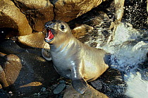 Northern elephant seal (Mirounga angustirostris) weaner / juvenile calling in the surf, Guadalupe Island Biosphere Reserve, off the coast of Baja California, Mexico, February