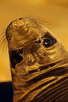 Northern elephant seal (Mirounga angustirostris) weaner / juvenile head portrait, with head turned to look at camera, Guadalupe Island Biosphere Reserve, off the coast of Baja California, Mexico, Febr...