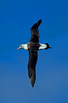 Laysan albatross (Phoebastria immutabilis) flying, Guadalupe Island Biosphere Reserve, off the coast of Baja California, Mexico, February