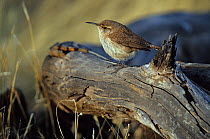 Guadalupe rock wren (Salpinctes obsoletus guadalupensis) perched on log, Guadalupe Island Biosphere Reserve, off the coast of Baja California, Mexico, February