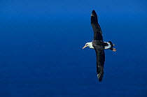 Laysan albatross (Phoebastria immutabilis) flying, Guadalupe Island Biosphere Reserve, off the coast of Baja California, Mexico, February