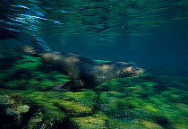 Guadalupe fur seal (Arctocephalus townsendi) pup swimming, Guadalupe Island Biosphere Reserve, off the coast of Baja California, Mexico, March.