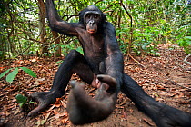 Bonobo young male 'Api' aged 13 years reaching out with curiosity - wide-angle perspective (Pan paniscus). Lola Ya Bonobo Santuary, Democratic Republic of Congo. Oct 2010.
