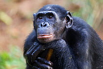Bonobo female 'Opala' leaning on a branch - portrait (Pan paniscus). Lola Ya Bonobo Santuary, Democratic Republic of Congo. Oct 2010.