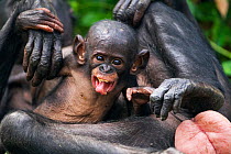 Bonobo female baby 'Sanza' aged 5 months playing with her mother 'Tshilomba' (Pan paniscus). Lola Ya Bonobo Santuary, Democratic Republic of Congo. Oct 2010.