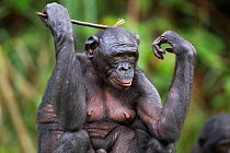 Bonobo female scratching her head with a stick (Pan paniscus). Lola Ya Bonobo Santuary, Democratic Republic of Congo. Oct 2010.