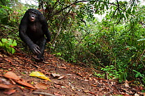 Bonobo mature male 'Tembo' charging display to show dominance - wide angle perspective (Pan paniscus). Lola Ya Bonobo Santuary, Democratic Republic of Congo. Oct 2010.