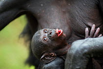 Bonobo male baby 'Mayali' aged 2-3 weeks lying in his mother's arms (Pan paniscus). Lola Ya Bonobo Santuary, Democratic Republic of Congo. Oct 2010.