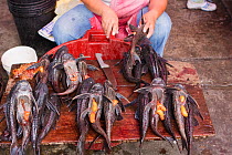 Selling Catfish / Carachama (Acanthicus hystrix) Market of Belen. Iquitos. Loreto. Peru October 2009