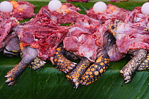 close-up of Turtle meat for sale,  Market of Belen. Iquitos. Loreto. Peru October 2009