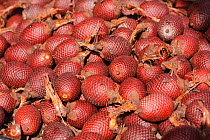 Aguaje fruit of the Moriche Palm (Mauritia flexuosa) for sale, market of Belen. Iquitos. Loreto. Peru