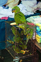 Illegal sale of parrots, Market of Belen. Iquitos. Loreto. Peru October 2009