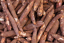 Yuca / Cassava (Manihot esculenta) roots harvested for sale, Market of Belen. Iquitos. Loreto. Peru October 2009
