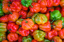 Aji Dulce (Capsicum sp.) peppers harvested fo sale at Market of Belen. Iquitos. Loreto. Peru October 2009