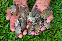 Side-necked Terrapin (Podocnemis unifilis) hatchlings in the hand, and ready to be released. Pacaya Samiria National Reserve. Amazon Basin. Loreto. Peru