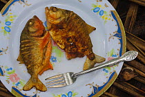 Piranha (Serrasalmus sp.) fried and served on a china plate. Pacaya Samiria National Reserve. Amazon Basin. Loreto. Peru October 2009