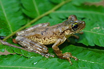 Tree frog (Osteocephalus taurinus) profile portrait sitting on leaf, Pacaya Samiria National Reserve. Amazon Basin. Loreto. Peru