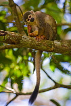 Common Squirrel Monkey (Saimiri sciureus) sitting curled up on tree branch,  Amazon basin. Iquitos. Loreto. Peru. Captive