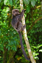 Goeldi's Monkey (Callimico goeldii) climbing tree, captive, Isla de los Monos (Monkey island) Amazon river. Loreto. Peru,